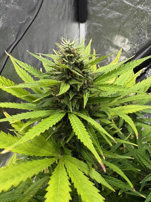 Indoor 60cmsX60cms Basse Consommation. Week 8