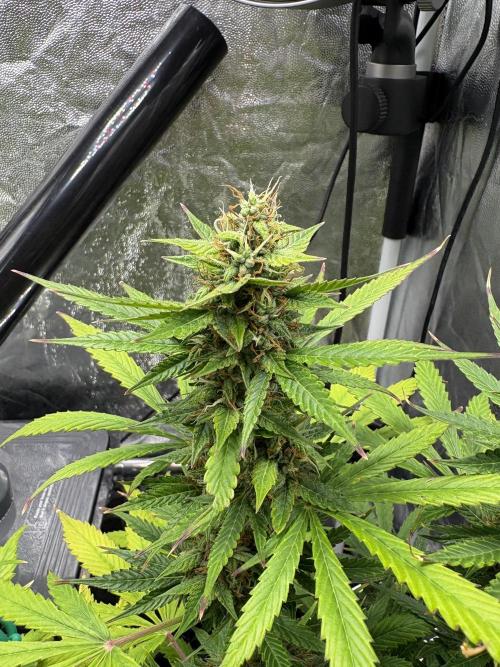Indoor 60cmsX60cms Basse Consommation. Week 8