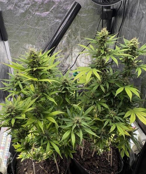 Indoor 60cmsX60cms Basse Consommation. Week 8