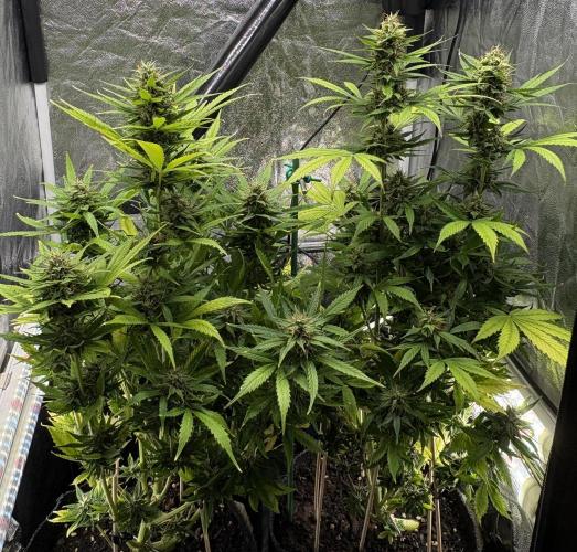 Indoor 60cmsX60cms Basse Consommation. Week 8