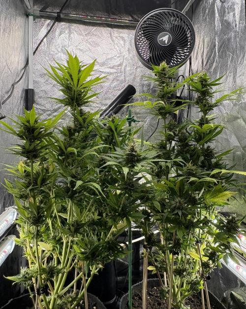 Indoor 60cmsX60cms Basse Consommation. Week 8