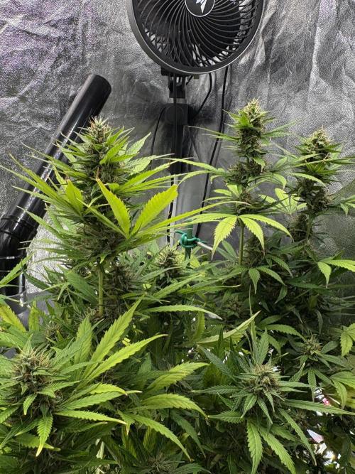 Indoor 60cmsX60cms Basse Consommation. Week 8