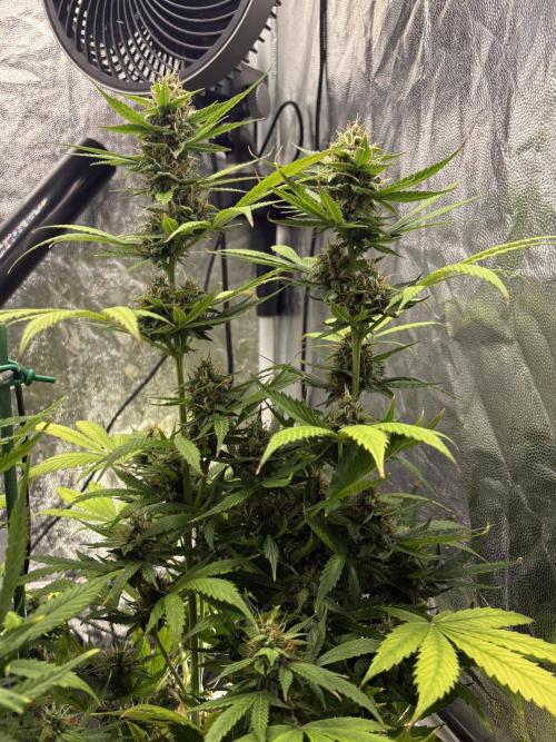 Indoor 60cmsX60cms Basse Consommation. Week 8