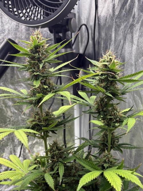 Indoor 60cmsX60cms Basse Consommation. Week 8