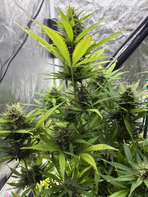 Indoor 60cmsX60cms Basse Consommation. Week 8