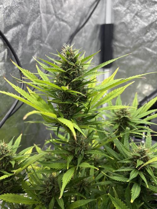 Indoor 60cmsX60cms Basse Consommation. Week 8