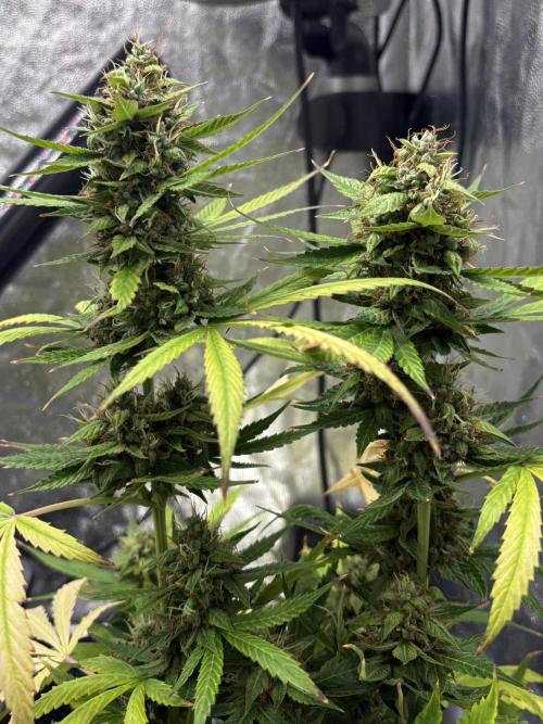 Indoor 60cmsX60cms Basse Consommation. Week 9