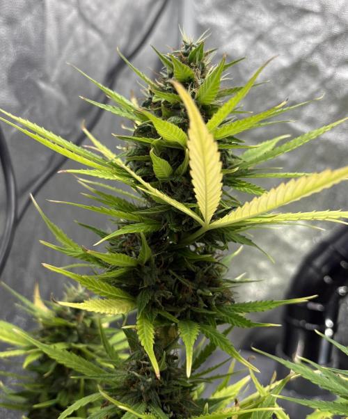 Indoor 60cmsX60cms Basse Consommation. Week 9