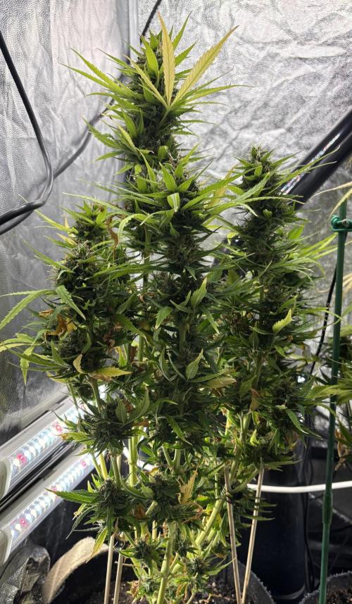 Indoor 60cmsX60cms Basse Consommation. Week 9