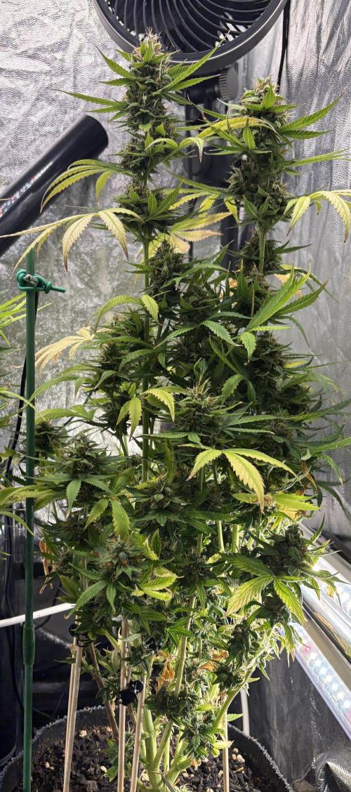 Indoor 60cmsX60cms Basse Consommation. Week 9