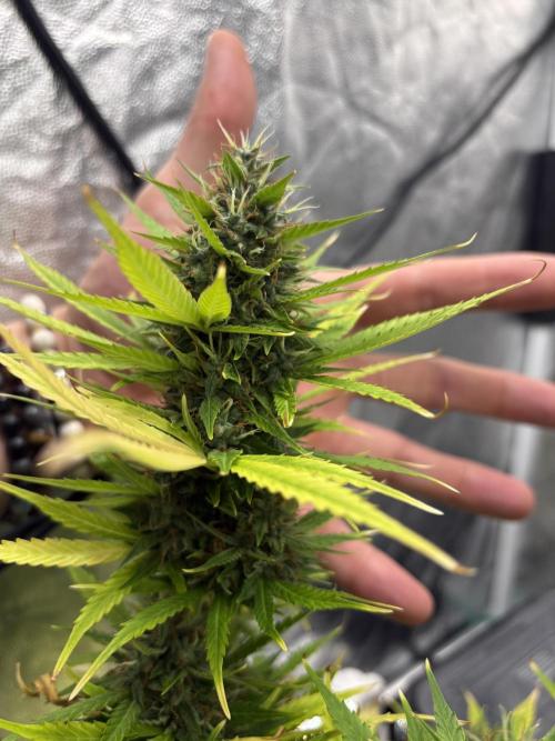 Indoor 60cmsX60cms Basse Consommation. Week 9