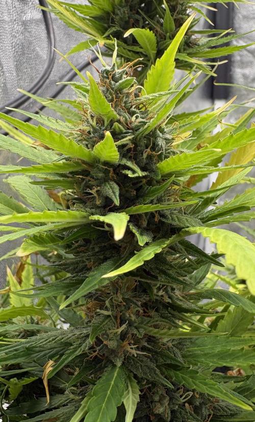 Indoor 60cmsX60cms Basse Consommation. Week 9