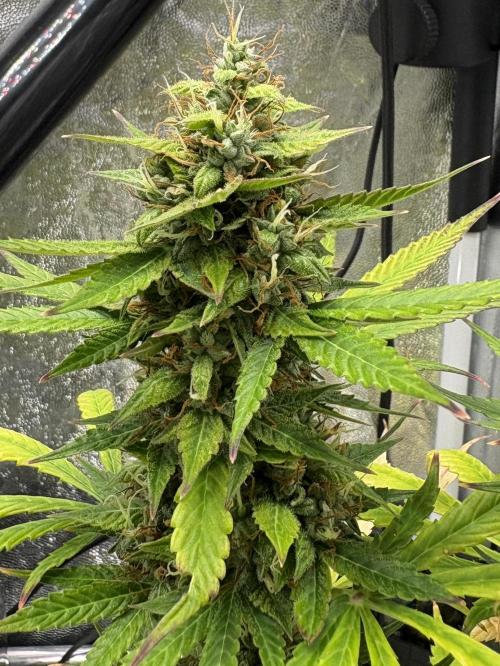 Indoor 60cmsX60cms Basse Consommation. Week 9