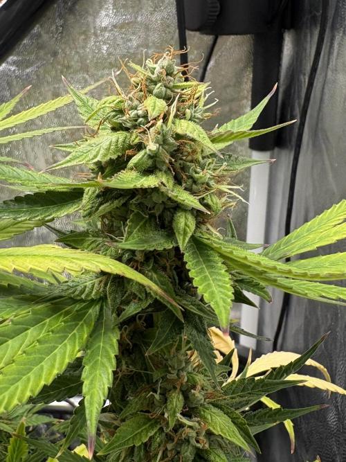 Indoor 60cmsX60cms Basse Consommation. Week 9