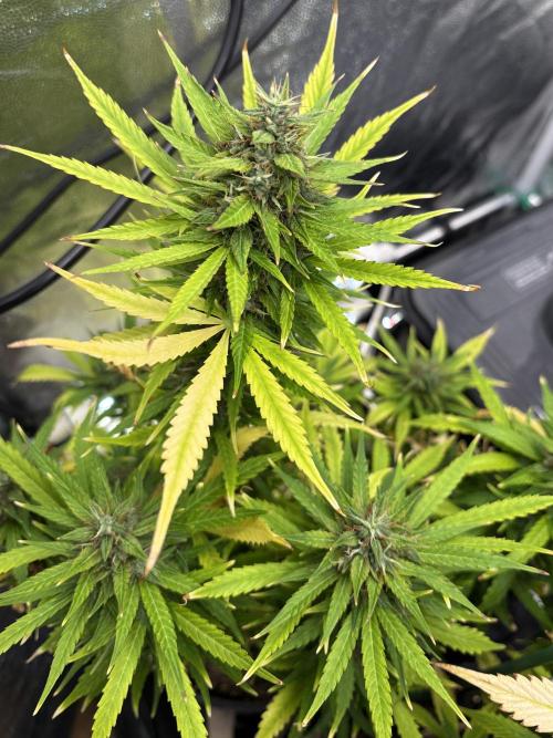 Indoor 60cmsX60cms Basse Consommation. Week 9