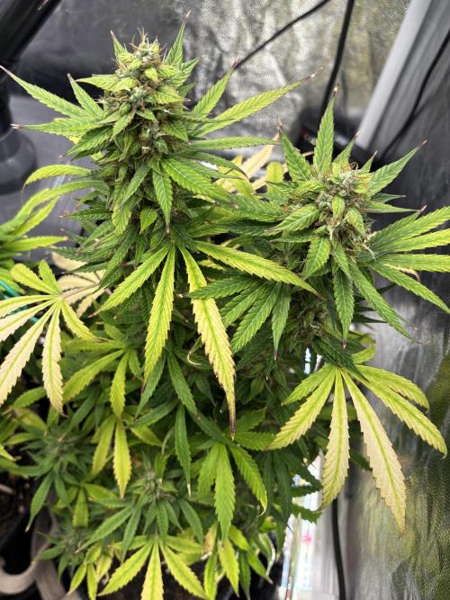 Indoor 60cmsX60cms Basse Consommation. Week 9