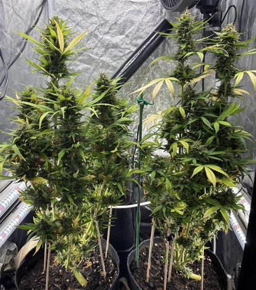 Indoor 60cmsX60cms Basse Consommation. Week 9
