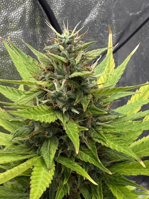 Indoor 60cmsX60cms Basse Consommation. Week 9
