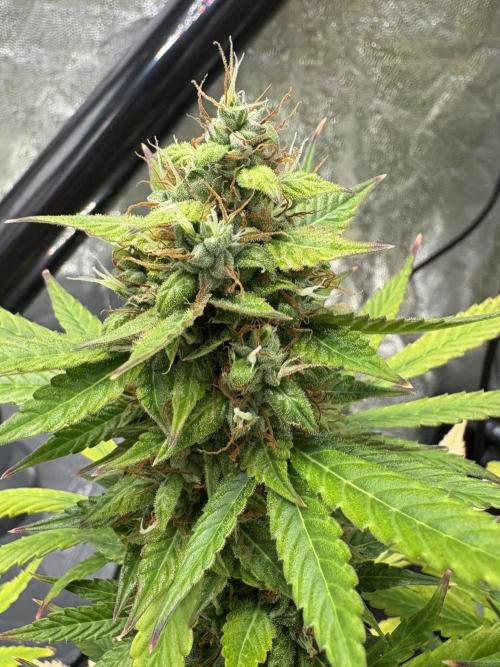 Indoor 60cmsX60cms Basse Consommation. Week 9