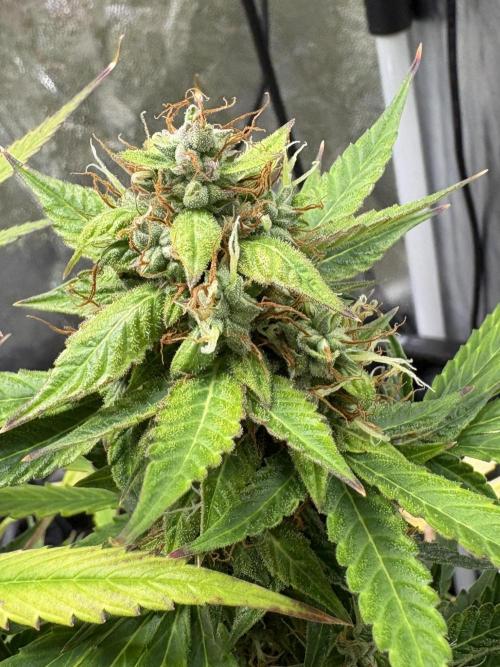 Indoor 60cmsX60cms Basse Consommation. Week 9