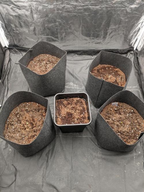 Gamiaris. Week 1 - All