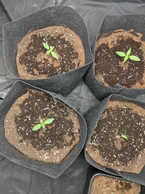 Gamiaris. Week 2
