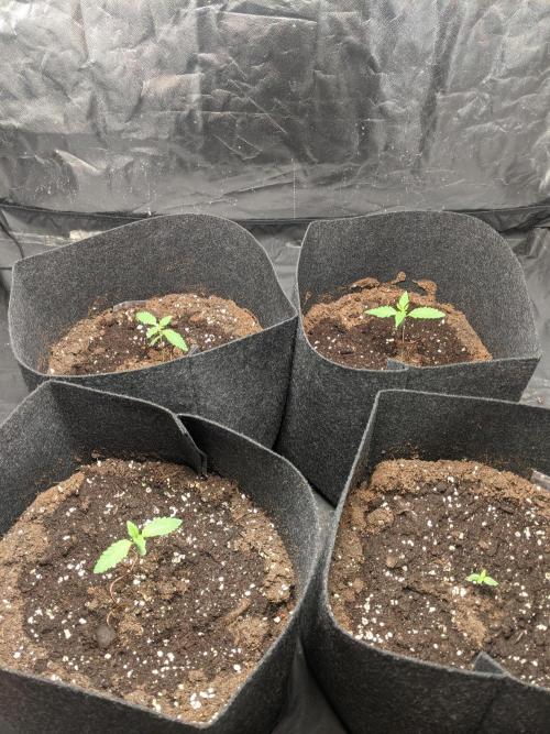 Gamiaris. Week 2