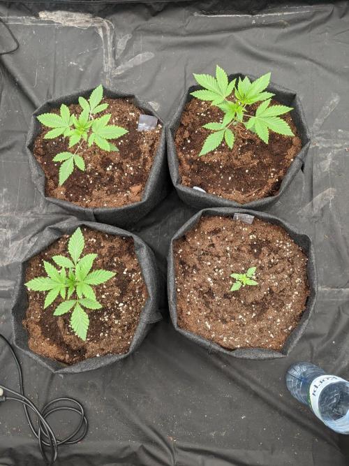 Gamiaris. Week 3