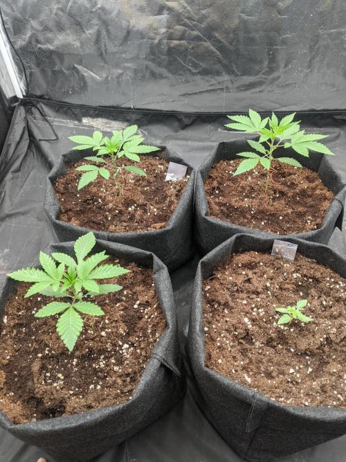 Gamiaris. Week 3