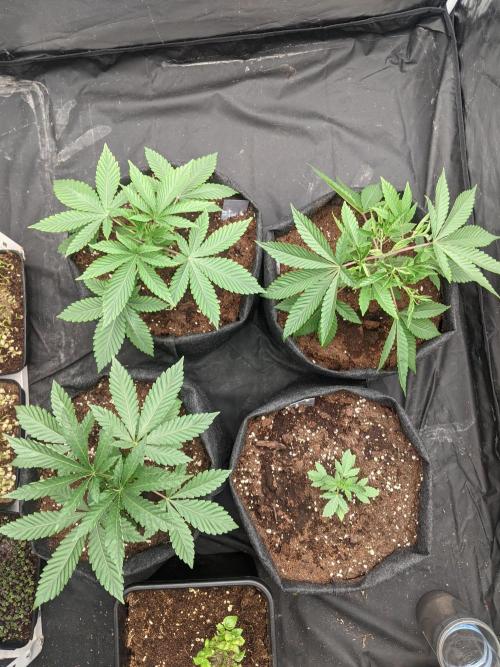 Gamiaris. Week 4