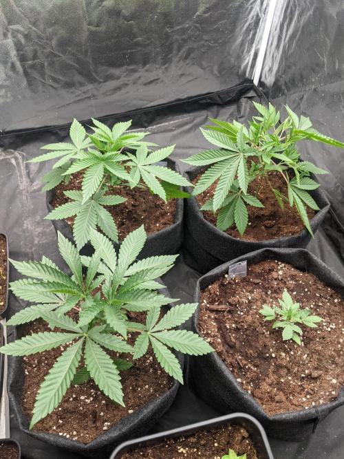 Gamiaris. Week 4