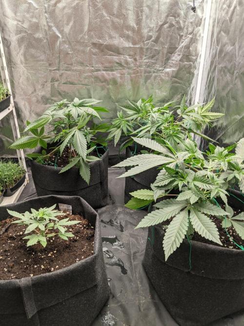 Gamiaris. Week 5