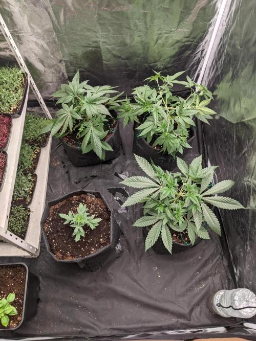 Gamiaris. Week 5