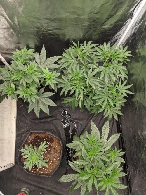 Gamiaris. Week 6