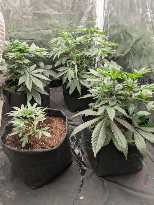 Gamiaris. Week 6