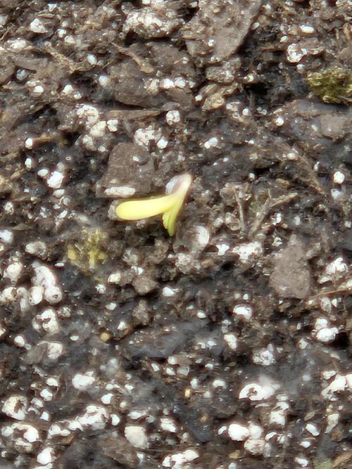 Persephone. Week 2 - Day one