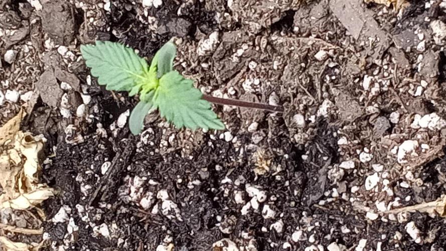 Persephone. Week 2