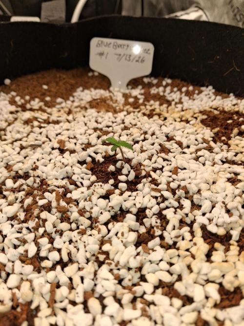Blueberry candiez & purple pickle. Week 1