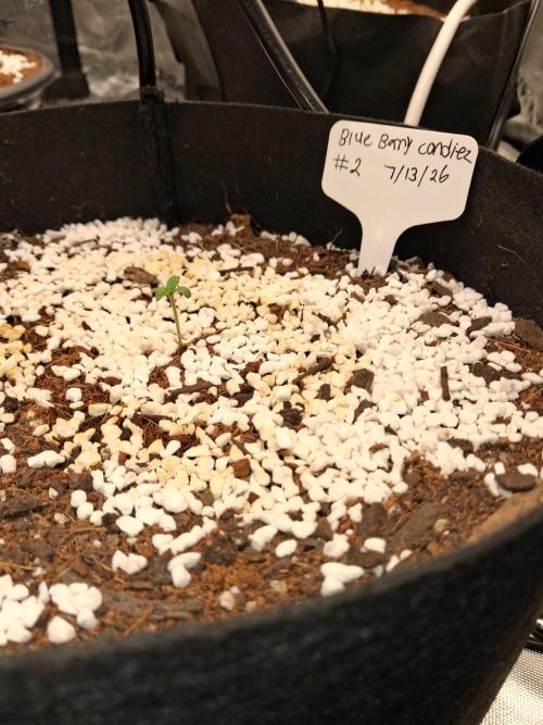 Blueberry candiez & purple pickle. Week 1