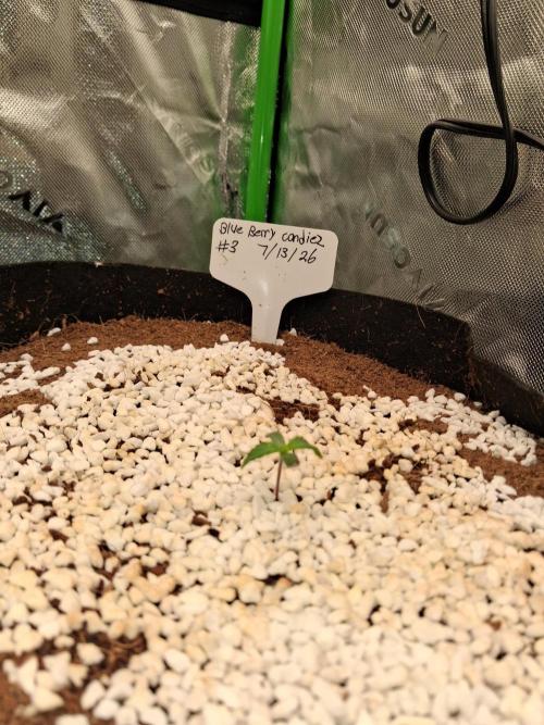 Blueberry candiez & purple pickle. Week 1