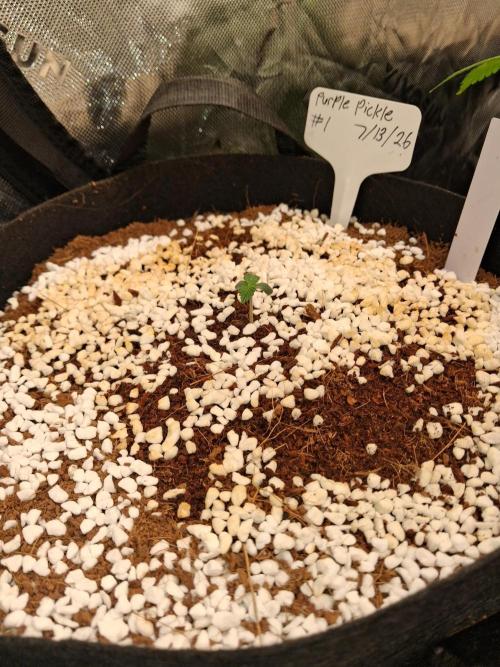 Blueberry candiez & purple pickle. Week 1