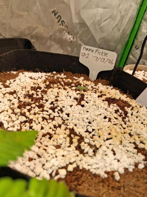 Blueberry candiez & purple pickle. Week 1
