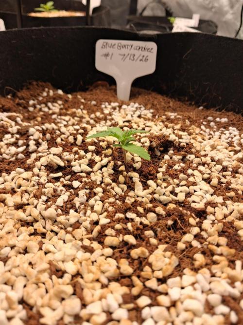 Blueberry candiez & purple pickle. Week 2