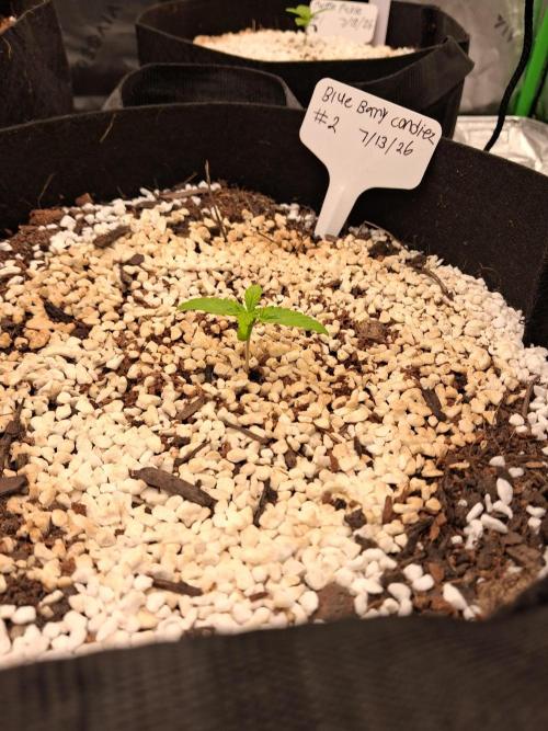 Blueberry candiez & purple pickle. Week 2