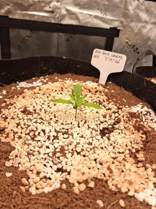Blueberry candiez & purple pickle. Week 2