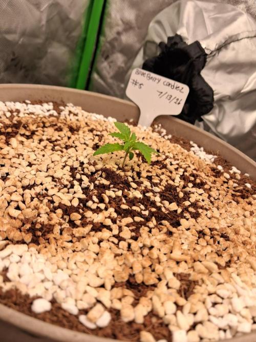 Blueberry candiez & purple pickle. Week 2