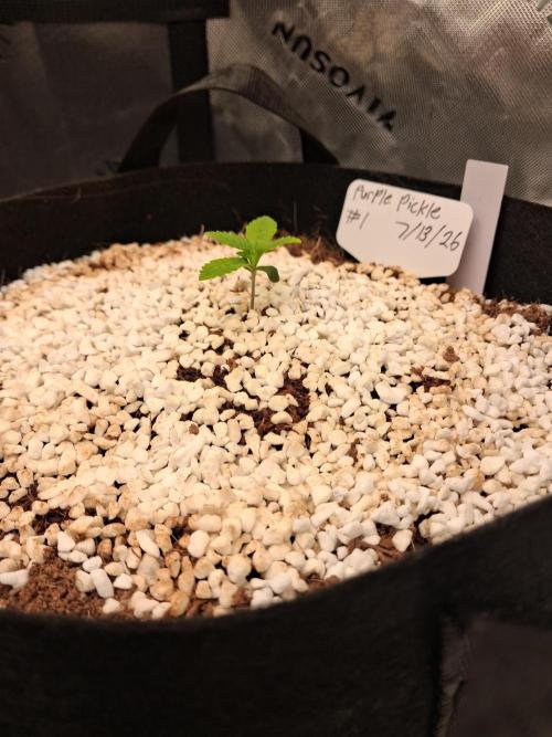 Blueberry candiez & purple pickle. Week 2