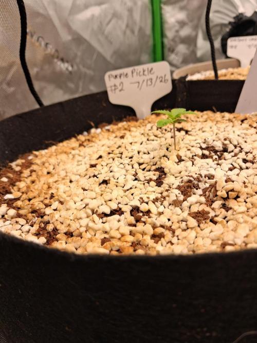Blueberry candiez & purple pickle. Week 2