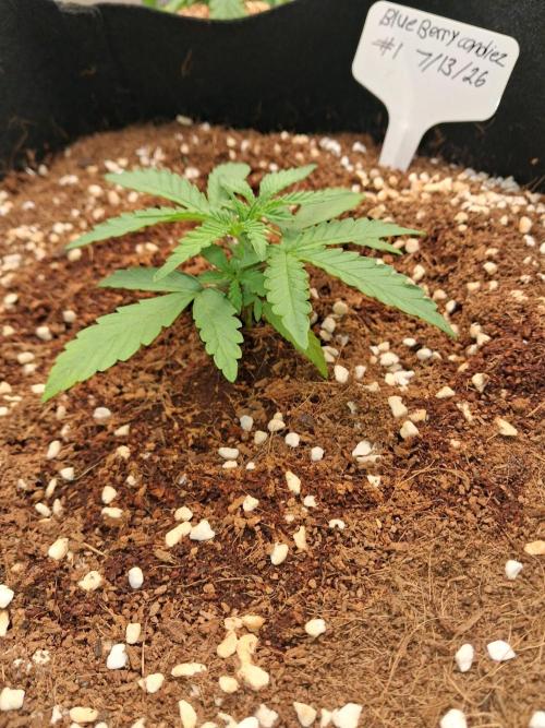 Blueberry candiez & purple pickle. Week 3