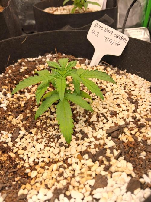 Blueberry candiez & purple pickle. Week 3